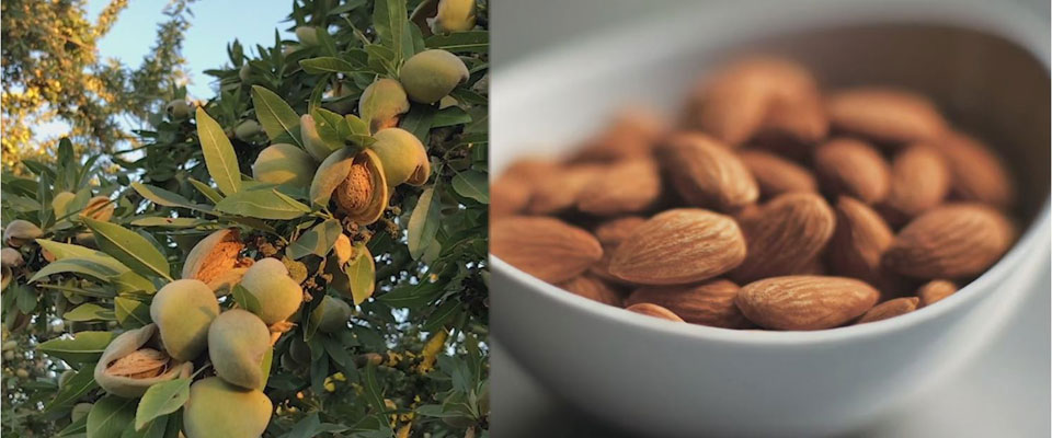 Les bienfaits des amandes pour notre santé
